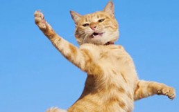 14 gatos se lucen con divertidos pasos de baile para estas fotos: ¡Puro ritmo!
