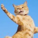 14 gatos se lucen con divertidos pasos de baile para estas fotos: ¡Puro ritmo!