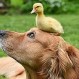 La triste historia del perro que es viral en las redes por desmayarse tras ver unos patos