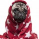 ¿Qué precauciones debes tener para cuidar a tu perro este invierno? Especialistas lo aclaran