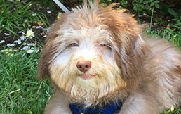Conoce a Nori, el perro que da la vuelta al mundo por tener “cara de humano”