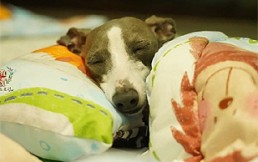 Ternura máxima: Comparten fotos de perros durmiendo siesta