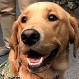 Perro de servicio interviene ante ataque de pánico y la escena es lo más emocionante que verás hoy