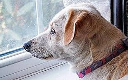 Consejos para preparar a los perros para el momento de retomar el trabajo presencial