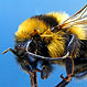 ¿Cómo ahorrar kilómetros viajando?: Las abejas son expertas