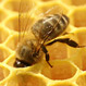 Abejas y sus panales: genios de ingeniería y optimización