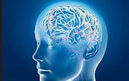 Asombrosas estadísticas del cuerpo humano: ¿Cuánta energía usa el cerebro?
