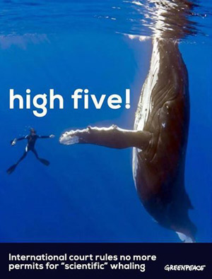 Fin caza ballenas Fin caza ballenas