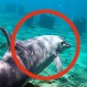 Fotos: La playa secreta que reabrieron tras 50 años y donde la fauna convive con desechos industriales