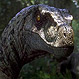 ¿Cómo era realmente el velociraptor, el dinosaurio más famoso e inteligente de “Jurassic park”?