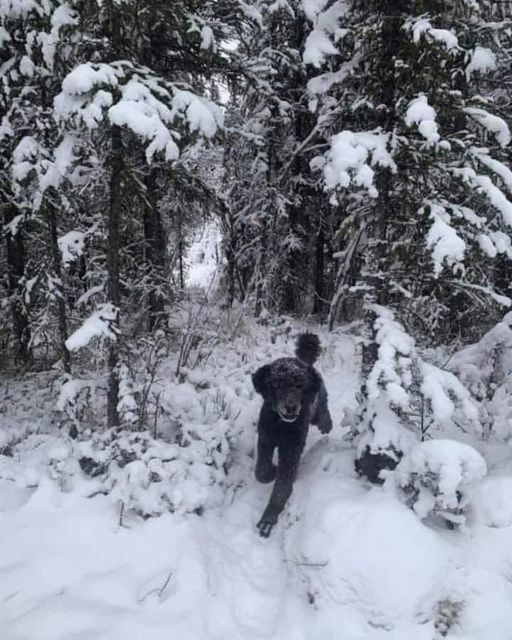 Esta popular fotografía de Terri Babers (Jam Press), es un ejemplo de cómo la ilusión óptica interfiere con tu mente. Primero ves a un hombre corriendo hacia la nieve y luego