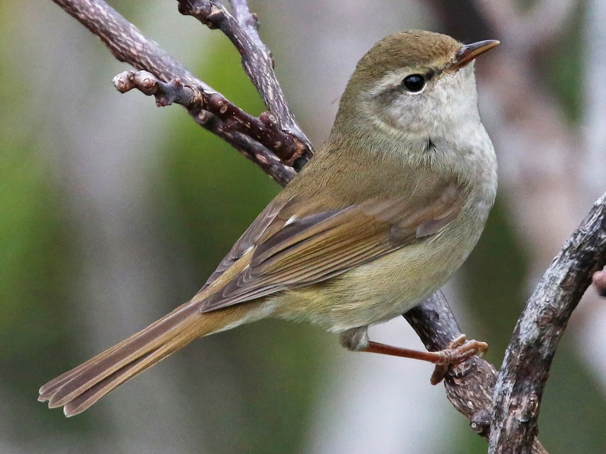 pájaro japones