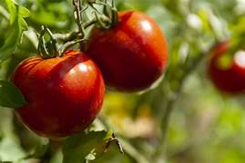 tOMATE