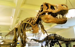 ¿Cuáles son los Museos Imperdibles de Nueva York?