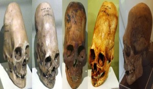 Foto: Muestra de algunos cráneos de "Homo Capensis" /lovingenergies.net