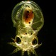 Los pulpos tienen origen extraterrestre, según afirman prestigiosos científicos en “Nature”