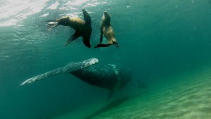 Foto gentileza Juan Manuel Casal de Patagonia Scuba.