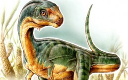 Chilesaurus: el enigmático dinosaurio chileno pariente del tiranosaurio que fue descubierto por un niño