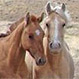 El incierto origen de los caballos salvajes patagónicos