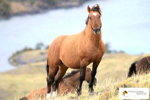 caballos patagónicos