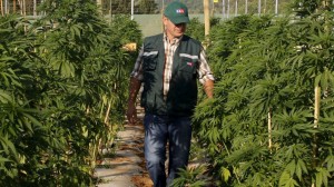 marihuana medicinal