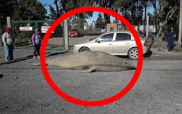 Elefante marino sorprende al pasearse por las calles de una pequeña ciudad