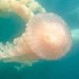 Los “Fantasmas submarinos”: Grandes medusas de más de cuatro metros de largo invaden Puerto Madryn