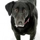 El misterioso caso del perro que “ve” algo que los demás no pueden percibir