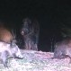 Grupo de jabalíes atacó y mató un perro en las afueras de Bariloche: Especialistas hablan de “plaga” preocupante