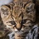 Gato Güiña: El temido felino chileno al que asocian con el chupacabras