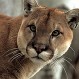 Hombre hostigaba a un puma en la Patagonia y tuvo que correr para salvar su vida: ¿Qué animal es más salvaje?