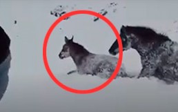 Crianceros protagonizan arriesgado rescate de caballos aislados en zona alta de la cordillera