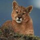 Acecho y persecución de un puma contra un guanaco tiene sorprendente final