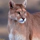 Pumas de Patagonia: Descubra al felino más grande de Chile