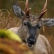 ¿Chile perderá uno de sus símbolos nacionales?: La dramática lucha del huemul para sobrevivir