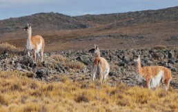 Parque Nacional Pali Aike: Exaltación del árido sur en el extremo continental patagónico