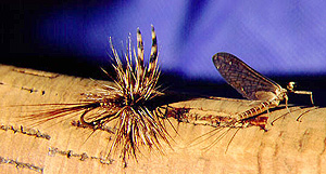 Pesca con Mosca Pesca con Mosca