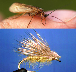 Pesca con Mosca Pesca con Mosca
