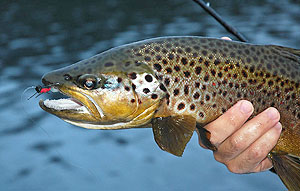 Pesca con Mosca Pesca con Mosca