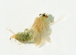 Pupa de Caddis Pupa de Caddis