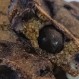 Galletas de soya sin azúcar: Una receta para explorar sabores nuevos y especiales