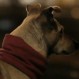 La Plaza de Marietta, el documental que aborda la cruda realidad de animales abandonados