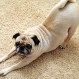 Doga: El Yoga para relajar a nuestras mascotas