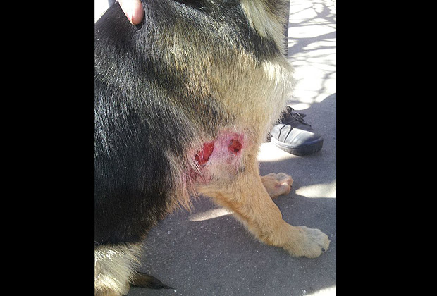 Perro Angol Perro Angol