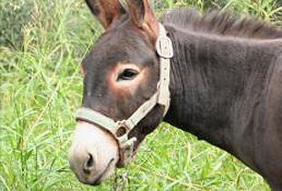 Maltrato Animal Quilpué Maltrato Animal Quilpué