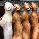 Banquete de perros: La polémica tradición de un pueblo en China