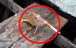 Crueldad máxima: Hombres hacen que un pez fume un cigarro y luego muera