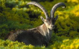 10 especies extintas por el hombre en el Siglo 20: Animales que las nuevas generaciones no van a conocer