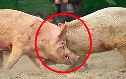 Peleas de animales en China: Impactantes imágenes de luchas que terminan con la muerte