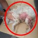 Perro es quemado con agua hirviendo en restaurant: Furia en redes sociales